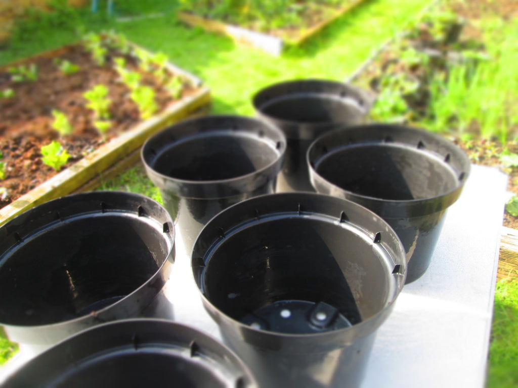 Autumn Planting: Spring Flowering Bulbs
