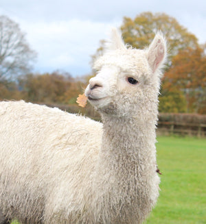Premium Quality Raw Fleece - Alpaca (Adult, Raw, Saddle & Rovings)