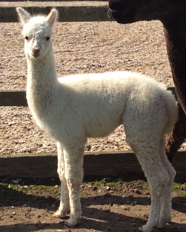 Raw White Alpaca Fleece (Neck & Leg) for Felting, Crafting & Stuffing etc  500g