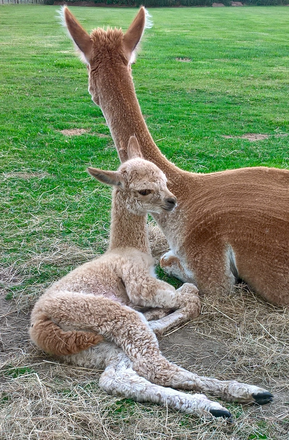 Premium Quality Raw Fleece - Alpaca (Adult, Raw, Saddle & Rovings)